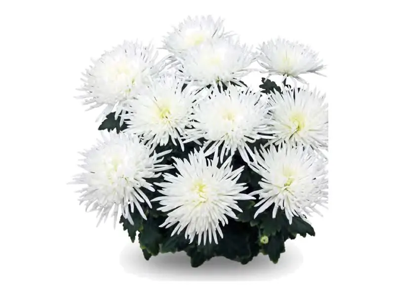 Chryzantema wielkokwiatowa Alaka White w doniczce