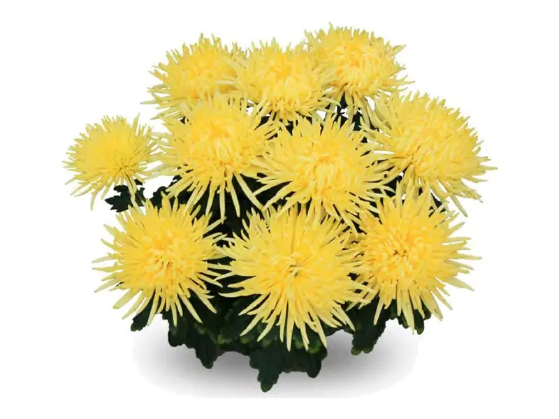Chryzantema wielkokwiatowa Alaka Yellow w doniczce