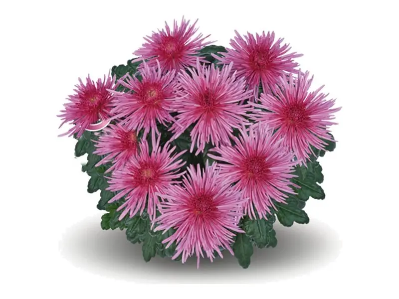 Chryzantema wielkokwiatowa Elina Pink w doniczce