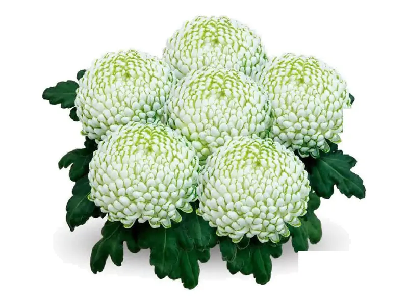 Chryzantema wielkokwiatowa Greenstar w doniczce