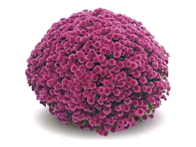 Chryzantema drobnokwiatowa Jasoda Purple w doniczce