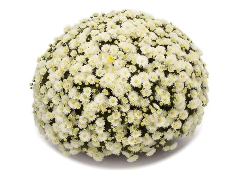 Chryzantema drobnokwiatowa Jasoda White w doniczce