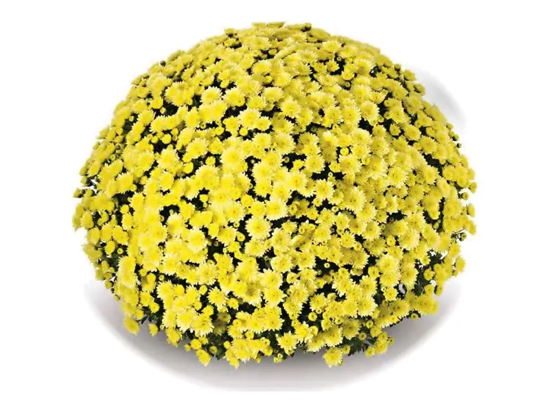 Chryzantema drobnokwiatowa Jasoda Yellow w doniczce