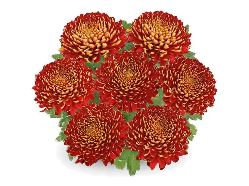 Chryzantema wielkokwiatowa Nagano Rouge w doniczce
