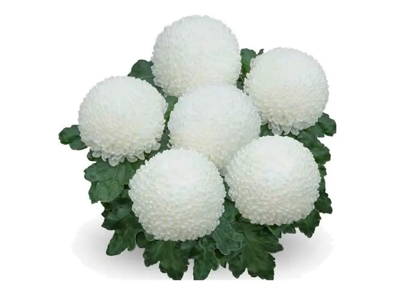 Chryzantema wielkokwiatowa Snowball Blanc w doniczce