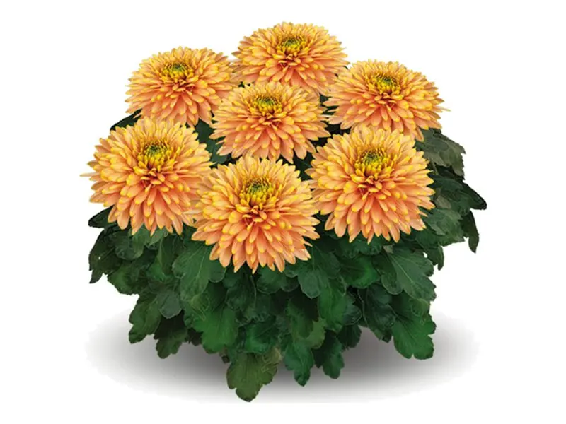 Chryzantema wielkokwiatowa Sunkiss Mangue w doniczce