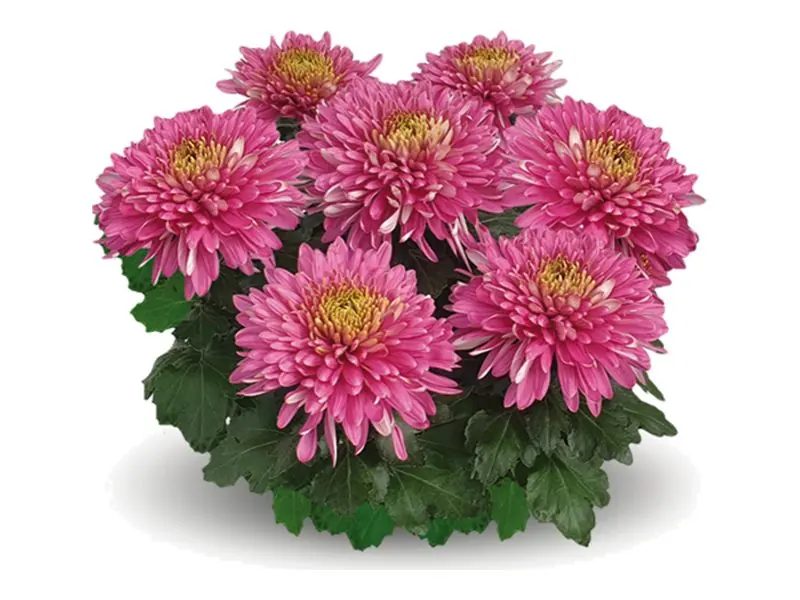 Chryzantema wielkokwiatowa Sunkiss Purple w doniczce