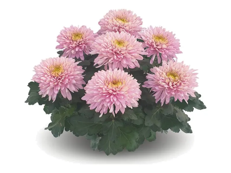 Chryzantema wielkokwiatowa Sunkiss Rose w doniczce
